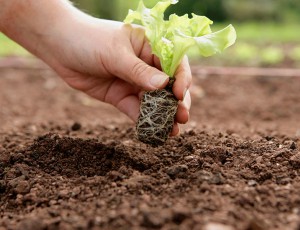 大量元素水溶肥的特点