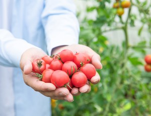 蔬菜什么时间喷药效果较好？