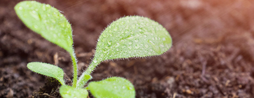青岛施益农农业发展有限公司